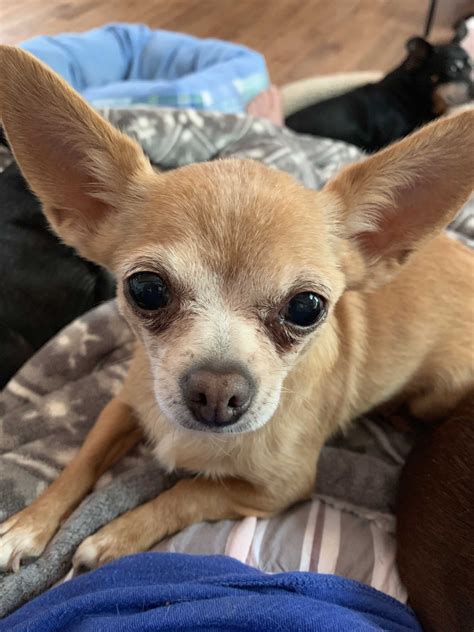 Chihuahua dogs for adoption - About. Good in a home with. Other dogs, children. Adoption fee. $125.00. Petfinder recommends that you should always take reasonable security steps before making online payments. 